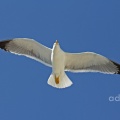 Azorean Gull adult (Larus michahellis atlantis) February,  Alan Prowse
